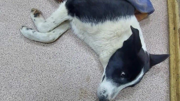 Ветеринары обнаружили у сброшенной с 4-го этажа собаки тромб из-за кровоизлияния и перелом