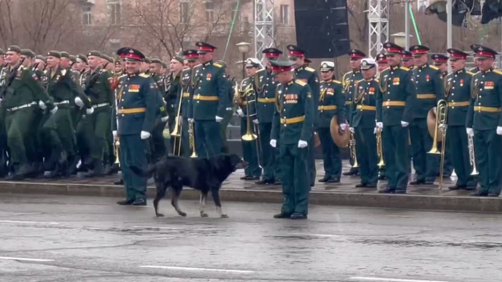 Бездомный пёс пробежал перед выстроившимися для парада войсками на площади Читы