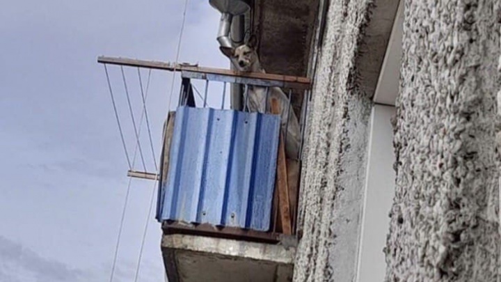 Добровольцы спасли запертую несколько дней на балконе собаку в Осетровке