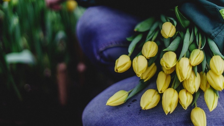 Около 3,5 тысячи тюльпанов и нарциссов вырастит иркутский «Горзеленхоз» к 14 февраля