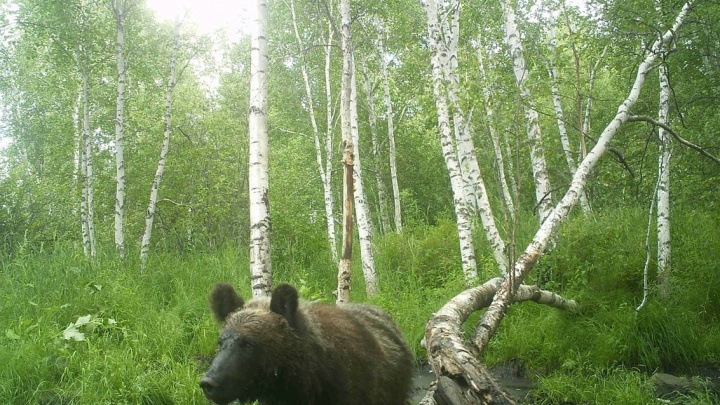 Медведь в заказнике «Горная степь» выбросил фотоловушку в воду
