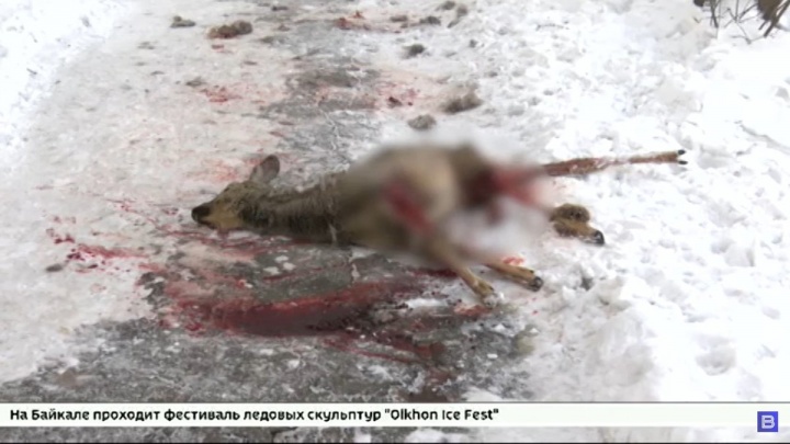 Бродячие собаки напали на косулю в иркутском Академгородке
