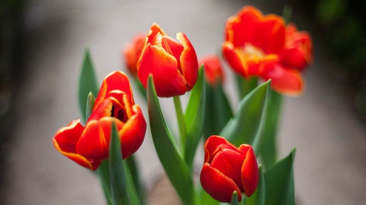 Букеты из тюльпанов, нарциссов, анемонов к 14 февраля и 8 марта соберут в Lime Floristic