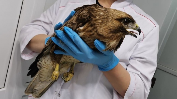 Забайкальские ветеринары наложили гипс птенцу степного орла со сломанной лапой и отпустили