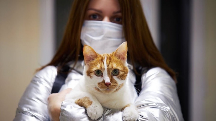 Несколько стран заинтересовались российской вакциной для животных от коронавируса
