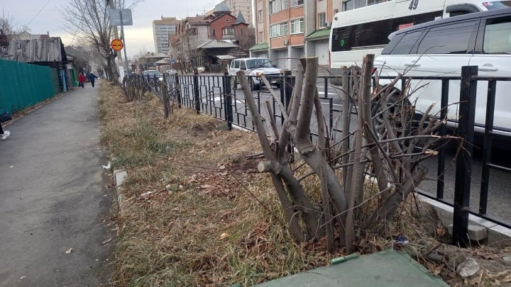 Несколько кустов грубо срезали на улице Чкалова в Чите