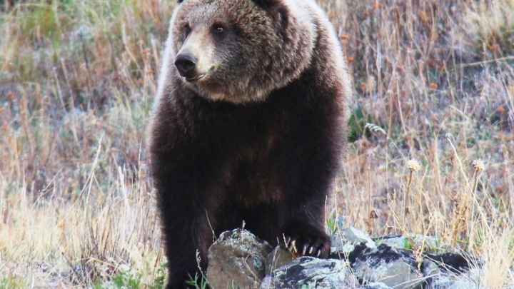 Потерявший переднюю лапу медведь вышел к людям в Братске
