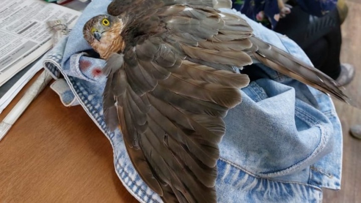 Забайкальские ветеринары спасли птенца степного орла со сломанным крылом