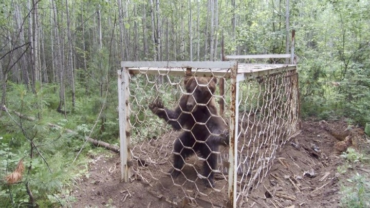 Истощённого медведя, попавшего в браконьерскую ловушку, освободили в Усть-Илимском районе