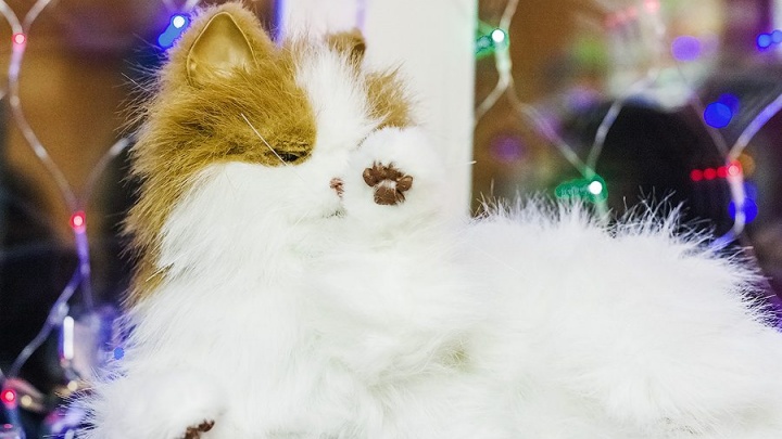 Робо-кошки «Лулу» появились в магазине современных игрушек «Джем»