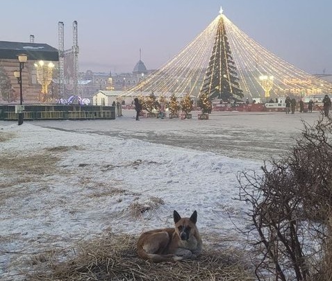 Бродячие собаки снова появились на площади Ленина в Чите — мэрия подала заявку на отлов