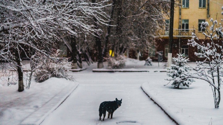 Иркутской зоозащитнице подкинули мёртвую собаку с запиской с угрозами