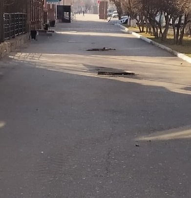 Власти Читы спилили деревья на Ленина около ТЦ «Галерея» из-за ветхости и «гнилой коры»