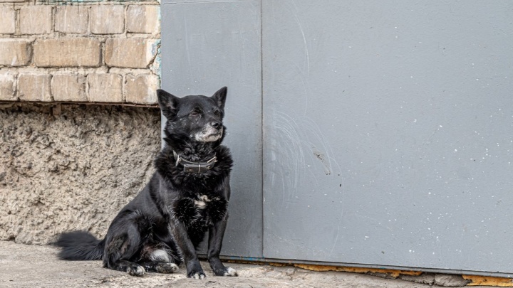 Приюты для собак, обещанные властями Забайкалья после гибели девочки, построят за 3 года