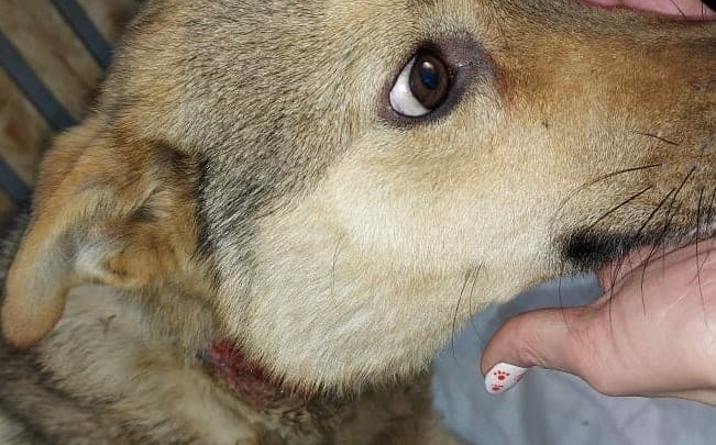 Бездомный пёс с вросшим в шею ошейником умер в Чите после операции