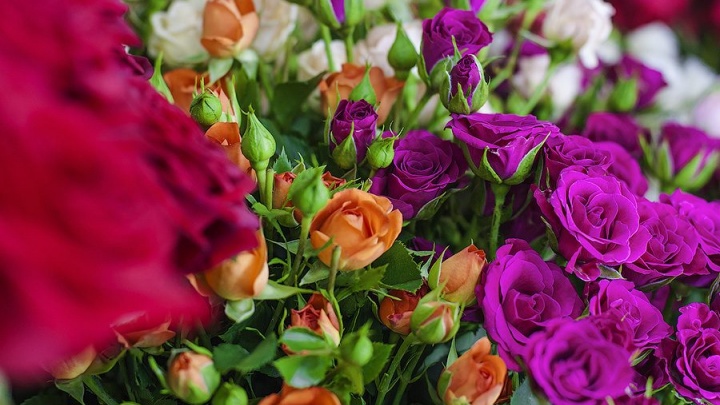 Скидку 25% на розы и хризантемы подарит в честь Дня матери Oasis в Чите на Бутина, 18
