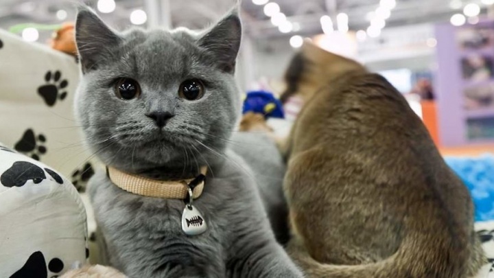 Выставка кошек состоится 3 марта в ТЦ «Новосити» в Чите