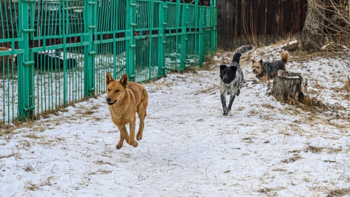 Юрист Дмитрий Печкин: У Забайкалья нет другого выхода, кроме уничтожения бездомных собак