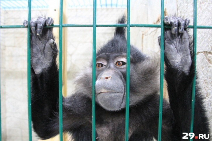 В перевозных зоопарках отмечают, что в агрессии животных чаще всего виноваты сами посетители
