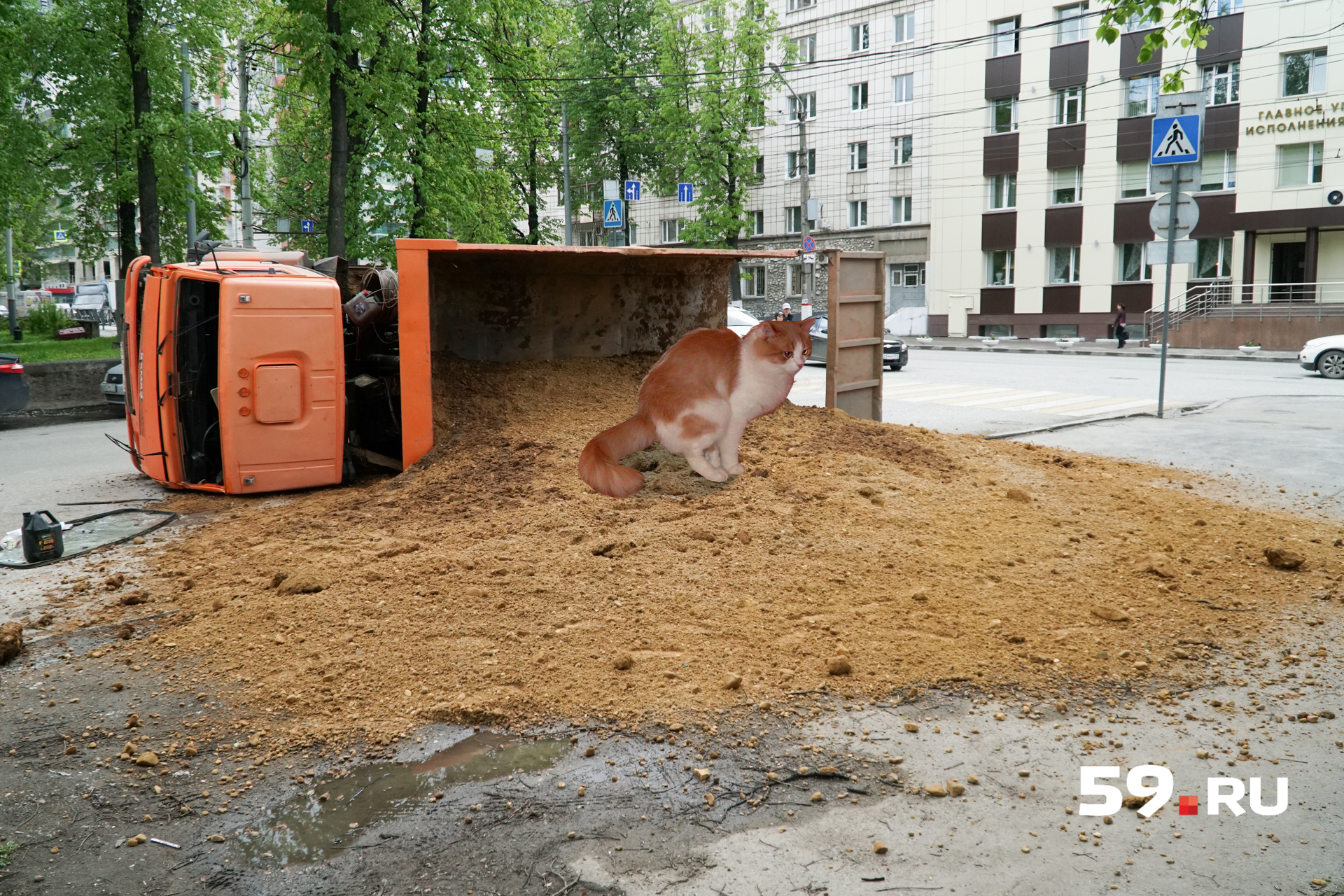 Большой котик? Так и лоток не маленький Большой котик? Так и лоток не маленький