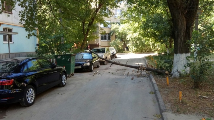 Сухое дерево упало на автомобиль на улице Стартовой