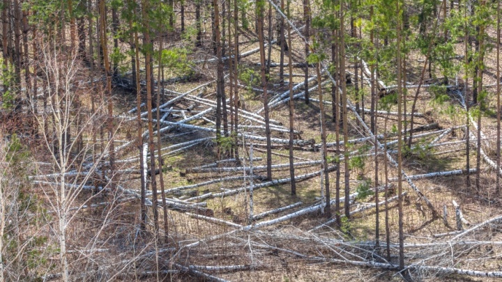 Жителям Самарской области запретят жечь лесные костры и сорить на природе