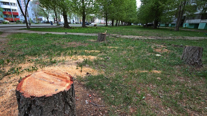 На северо-западе Челябинска вырубили деревья под оздоровительный центр