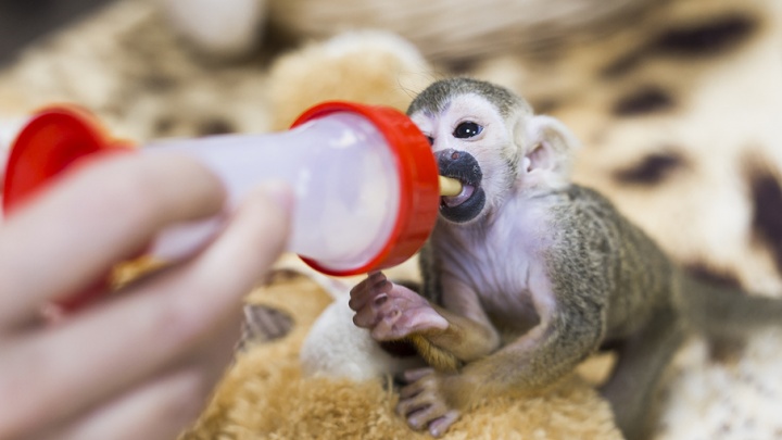 «Кормили каждый час»: челябинцам показали спасённую после отказа матери обезьянку