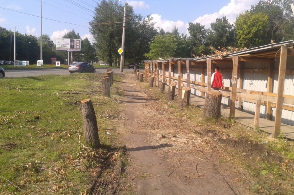 В городе не будут высаживать новые деревья вместо спиленных В городе не будут высаживать новые деревья вместо спиленных
