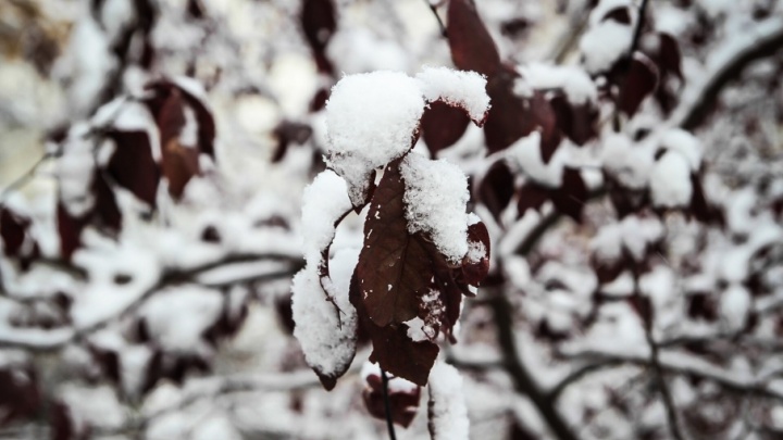 В ожидании стихии: синоптики предупредили о надвигающихся на Ростовскую область снегопаде и дожде