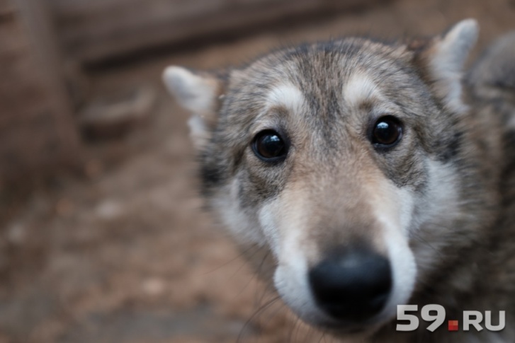 Волонтёры сделали фото погибших собак, но показать их мы не можем по этическим соображениям