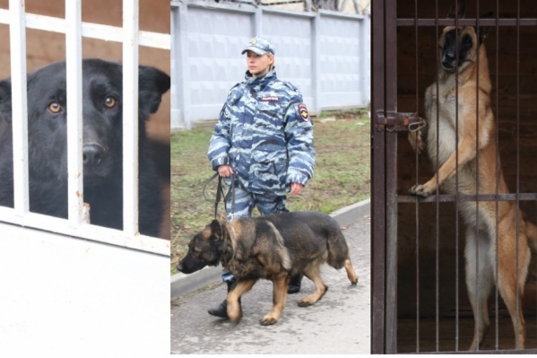 Служебные собаки — незаменимые напарники Служебные собаки — незаменимые напарники