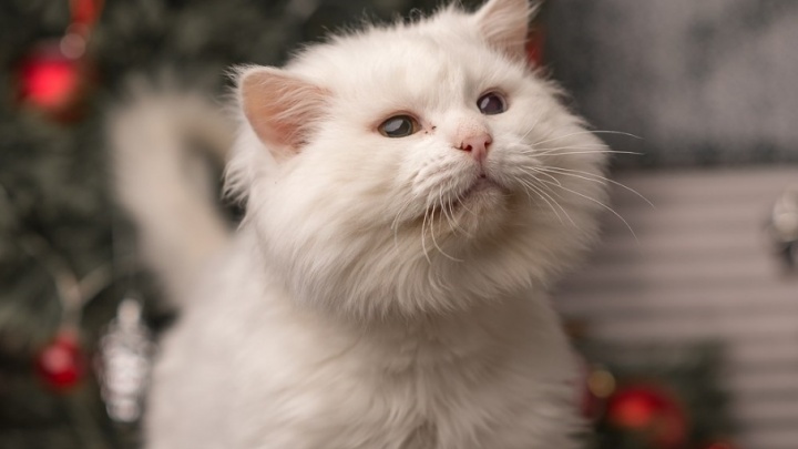 Котики ждут подарки: пермский приют снял трогательный новогодний видеоролик