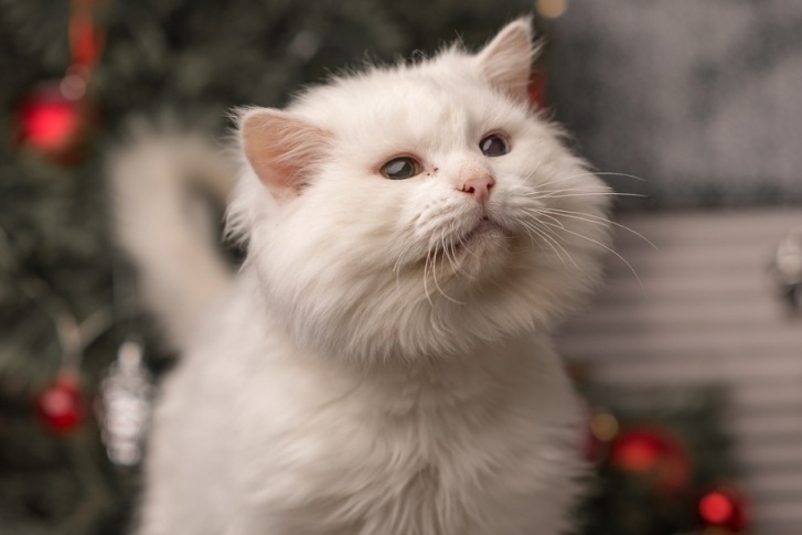 Пермяки смогут сделать котикам новогодний подарок Пермяки смогут сделать котикам новогодний подарок