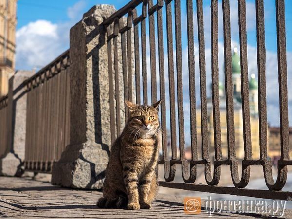 Михаил Огнев/"Фонтанка.ру"/Архив