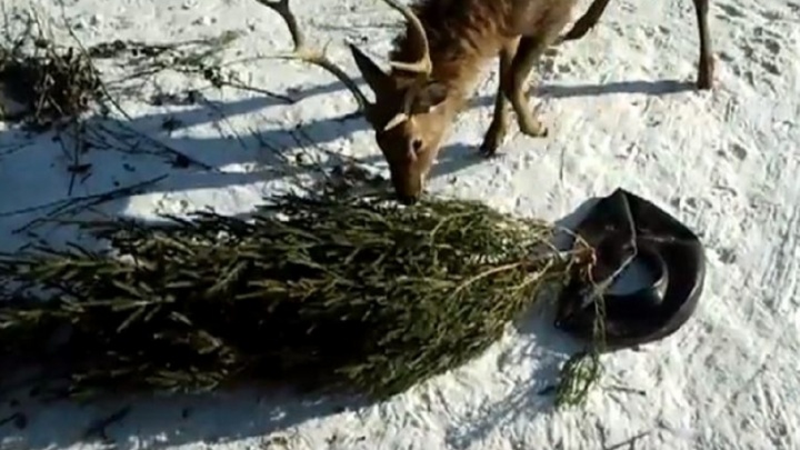 Хватит до весны: пермяки завалили зоопарк новогодними елями