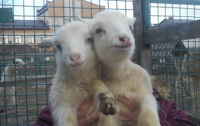 В ярославский зоопарк привезли дагестанских овечек: фото