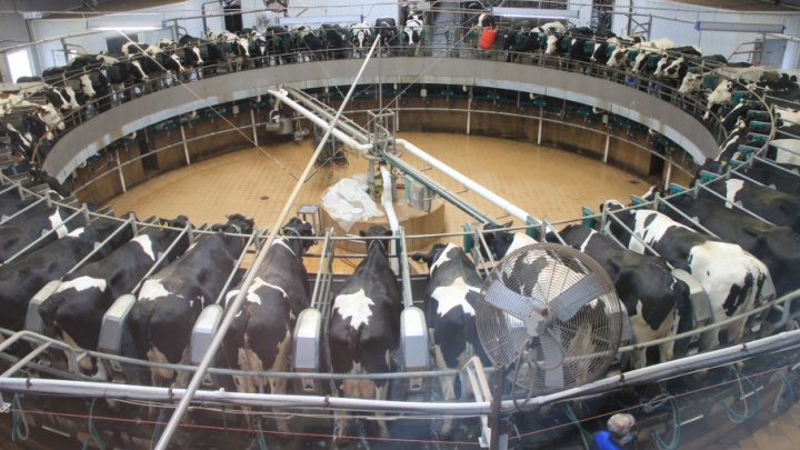 Голландец посадил коров на карусели: как в России сделать прибыльный молочный бизнес