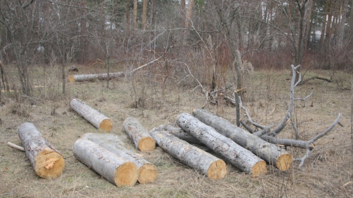 Уничтожал лес 15 лет: на южноуральского бизнесмена завели дело за вырубку деревьев