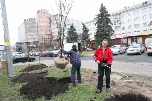 На новые липы гарантия два года: если погибнут, фирма заменит на новые На новые липы гарантия два года: если погибнут, фирма заменит на новые
