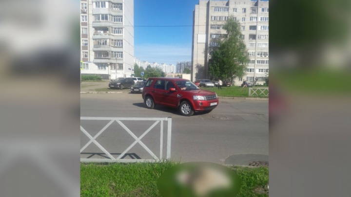 В Ярославле машина сбила собаку породы хаски: ищут хозяев