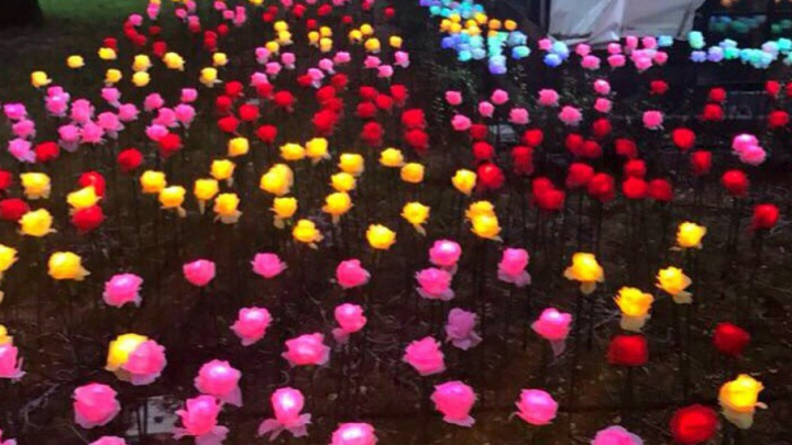 В парке Октябрьской Революции высадили светящиеся ночью  розы