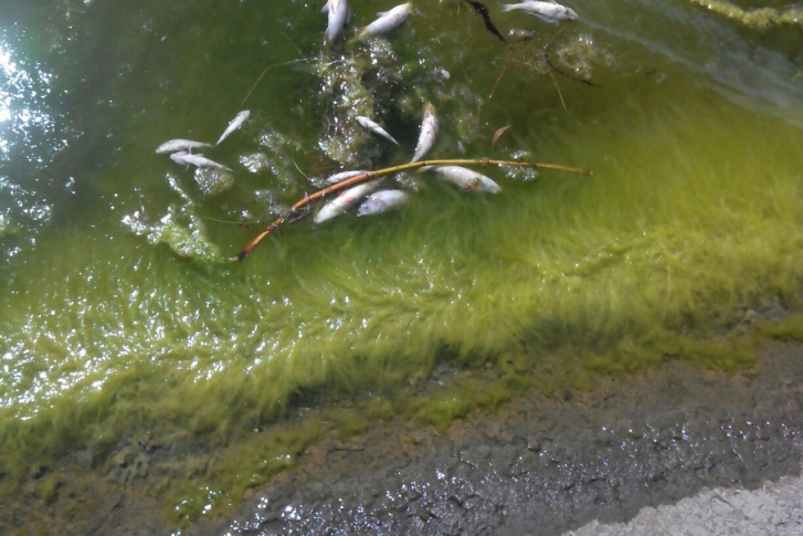 Берега Шершнёвского водохранилища усыпаны мёртвой рыбёшкой минимум неделю