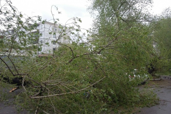 Деревья не выдержали порывистого ветра Деревья не выдержали порывистого ветра