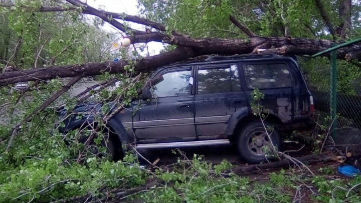 Сильный ветер в Челябинске повалил дерево на автомобиль