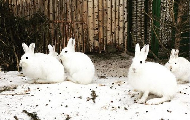 Пермский зоопарк вдвое увеличит популяцию зайцев в Черняевском лесу