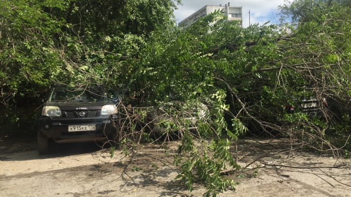 Старое дерево в Ленинском районе во время непогоды разбило четыре автомобиля