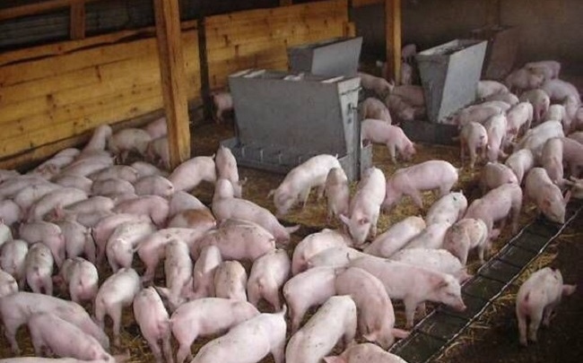 В Тюменской области запретили продажу пищевых отходов на корм скоту из-за вспышки свиной чумы
