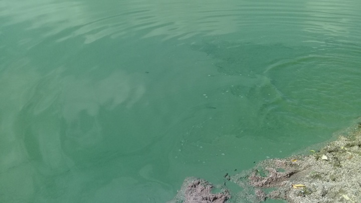 Мутная история: позеленение воды в Первом озере объяснили аллергенными водорослями