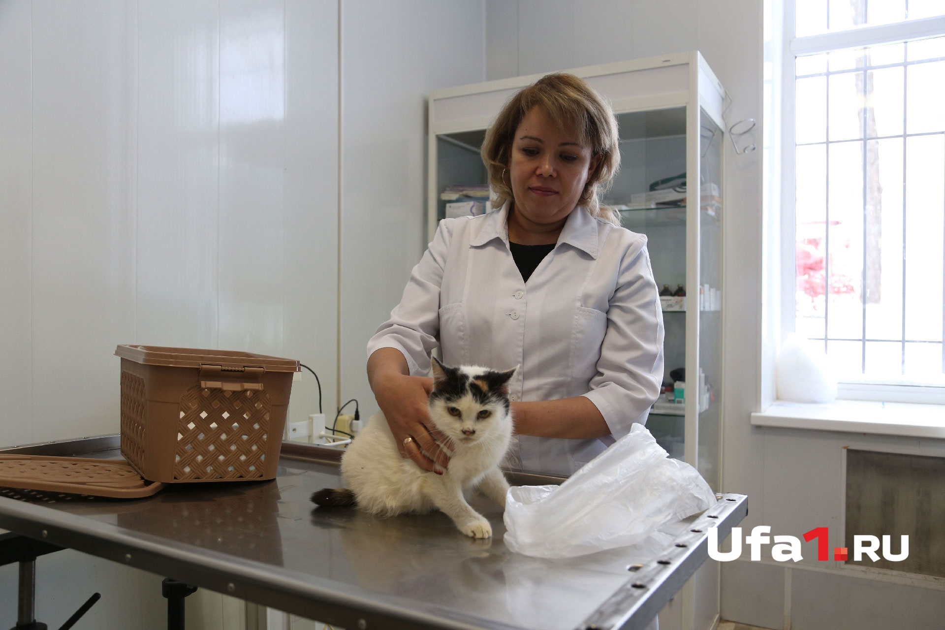 Ветеринар Зулейха Ильясова готовит Мотю к операции